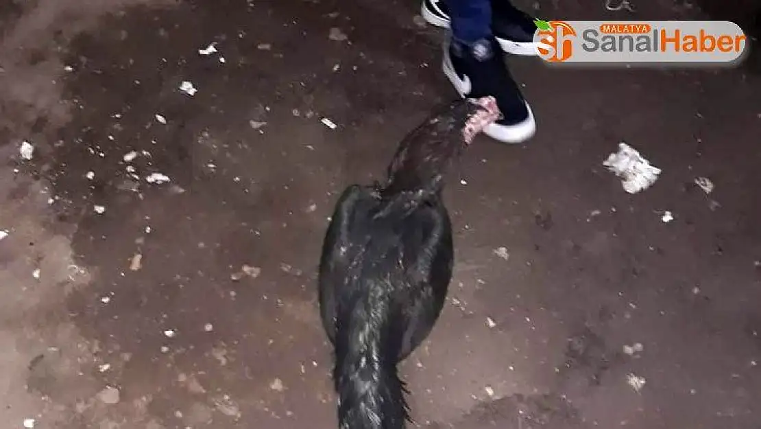 Horoz dövüştüren şahıslara suçüstü
