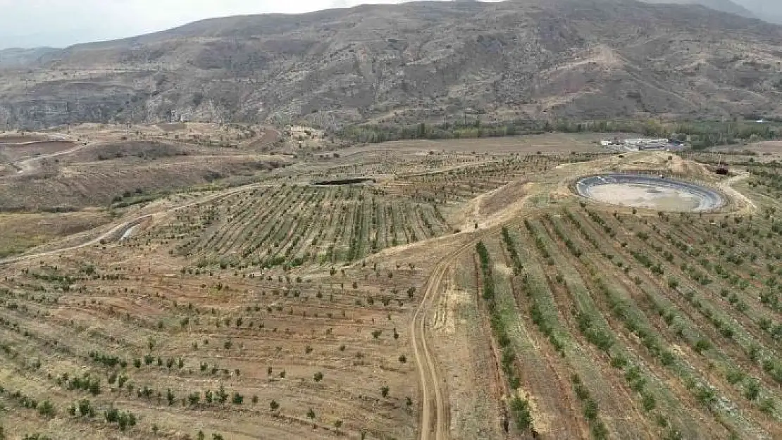 'İç Anadolu´nun en büyük ceviz bahçesinde ilk hasat yapıldı'