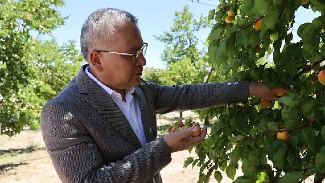 'İhraçlık kayısı hasadı başladı'