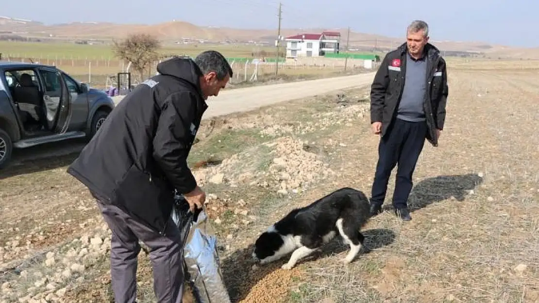 'İl Özel İdaresi sokak hayvanlarını unutmadı'