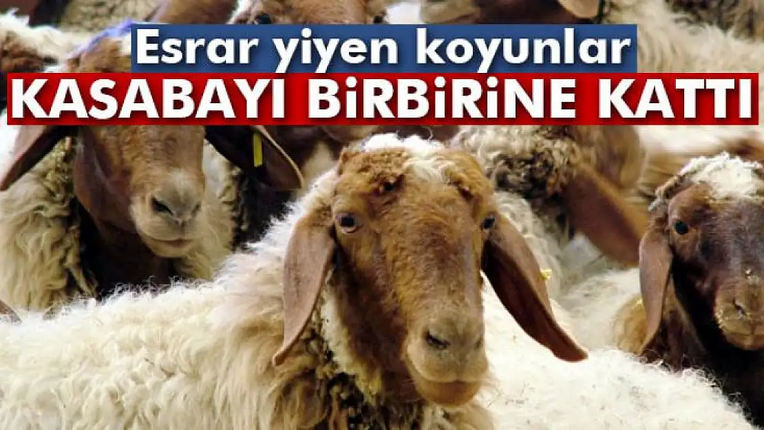 Esrar yiyen koyunlar kasabayı birbirine kattı
