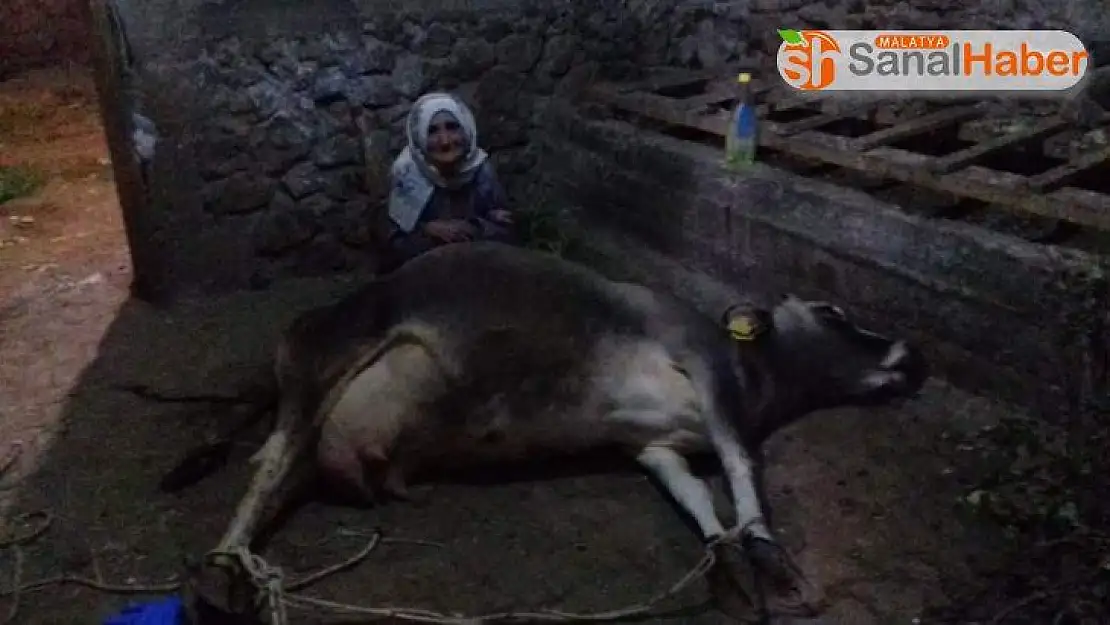 İneği ölen yaşlı kadına Vali Kaldırım'dan yardım eli uzandı