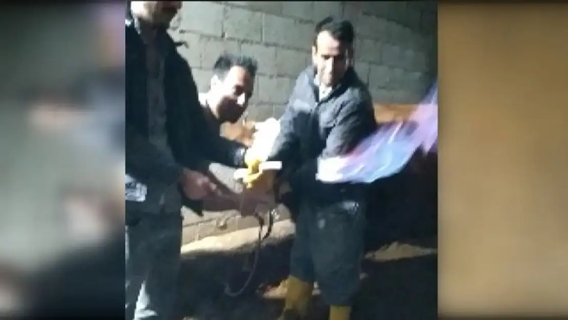 'İneğin midesindeki metan gazı yakıldı, görüntüsü şaşırttı'