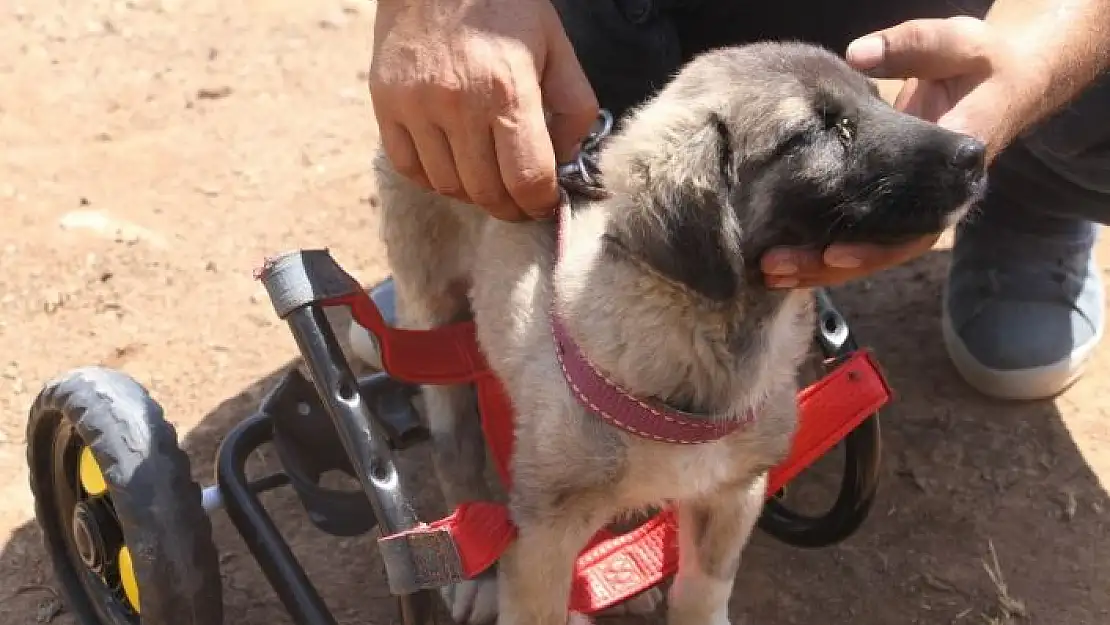 'İnsanlık ölmemiş dedirten davranış: Patileri ezilen köpeği yürüteç ile ayağa kaldırdı'