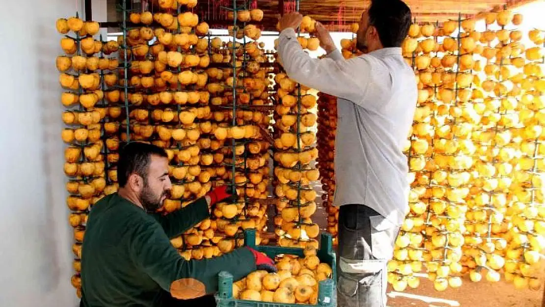 'İplere dizilen altın sarısı hurmaların ''kuruyemiş'' yolculuğu başladı'