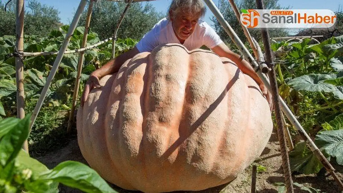 İspanyol çiftçi 215 kiloluk dev kabak yetiştirdi