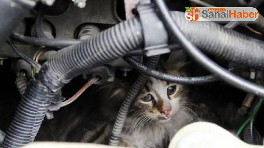 İtfaiye, otomobilin motor kısmına sıkışan yavru kediyi kurtardı