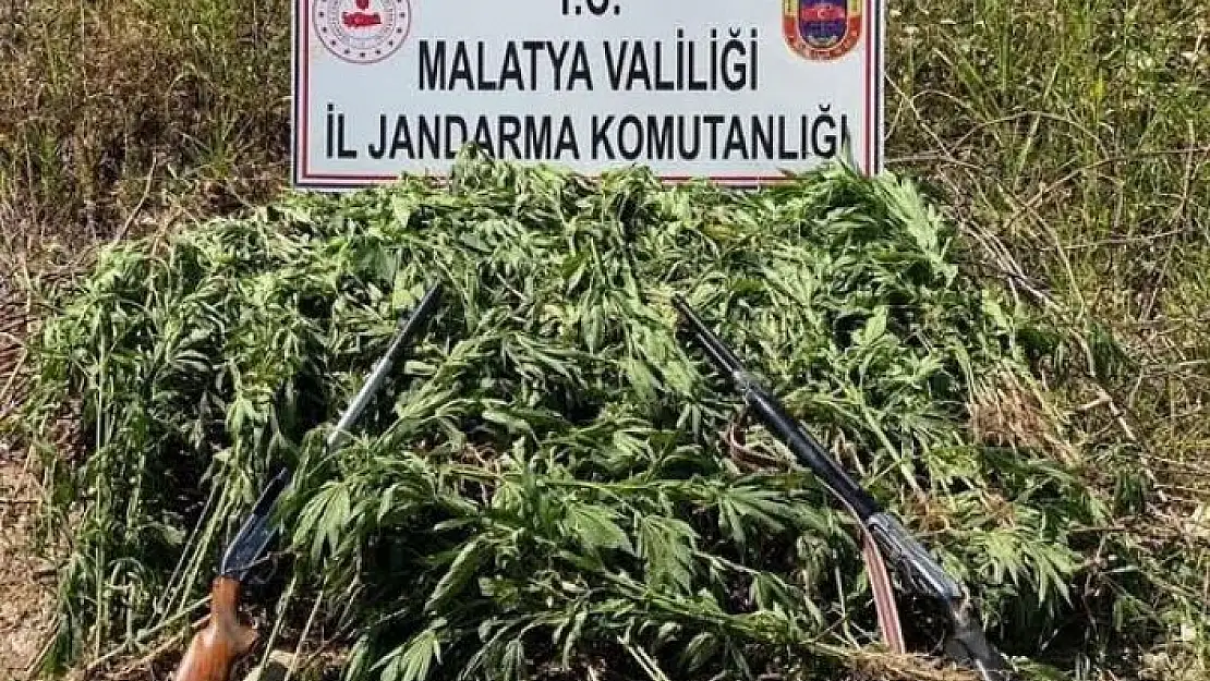 'Jandarma´dan kenevir operasyonu'