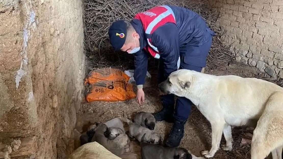 'Jandarma ekipleri, anne ve yavru köpeklere sahip çıktı'