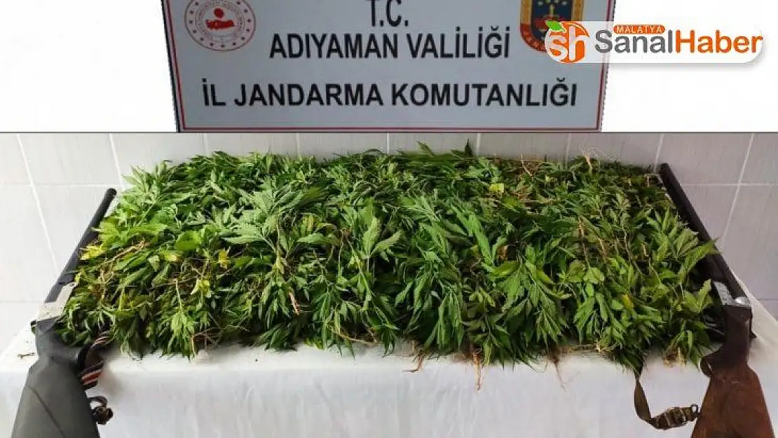 Jandarma kenevir bitkisi ele geçir