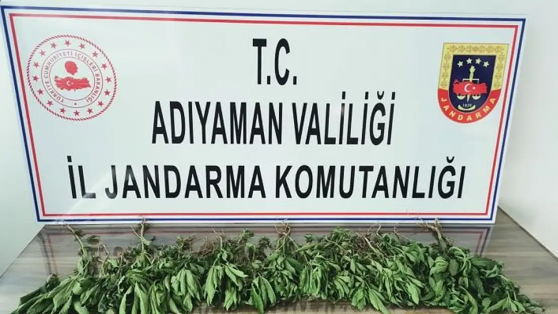 'Jandarma kenevir bitkisi ele geçirdi'