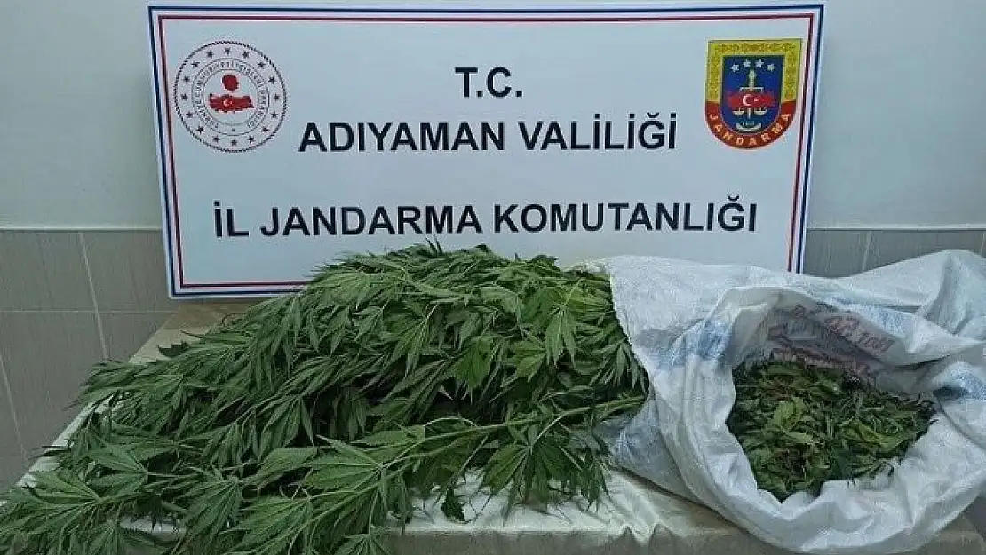 'Jandarma, kenevir bitkisi ve esrar maddesi ele geçirdi'