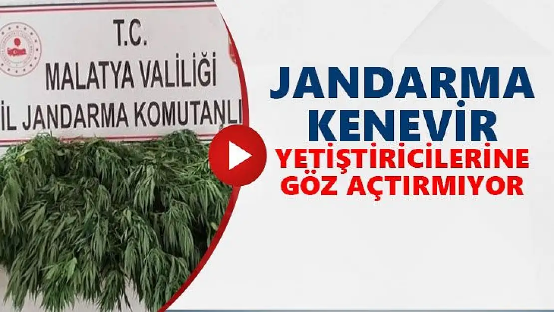 Jandarma kenevir yetiştiricilerine göz açtırmıyor