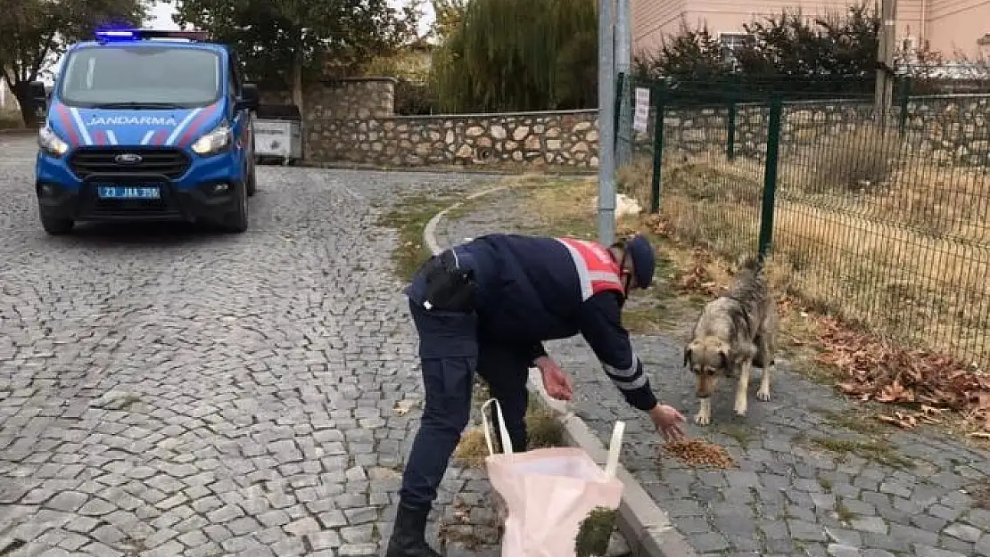 'Jandarma, kısıtlama da sessiz dostlarını beslemeyi ihmal etmedi'