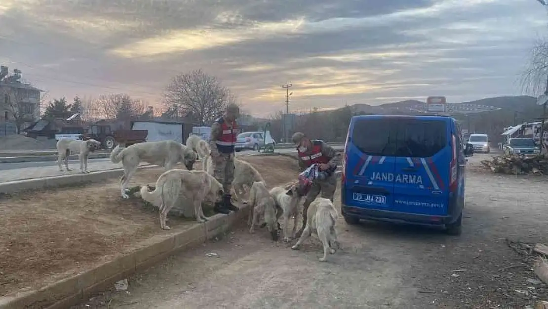 'Jandarma, Ramazan ayında da  sokak hayvanlarını yalnız bırakmadı'