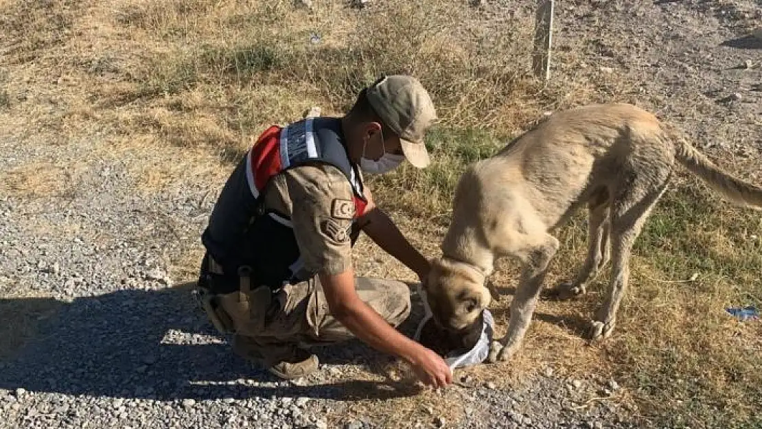'Jandarmadan hayvanlara şefkat eli'