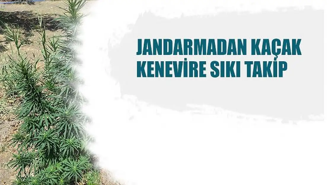 Jandarmadan kaçak kenevire sıkı takip