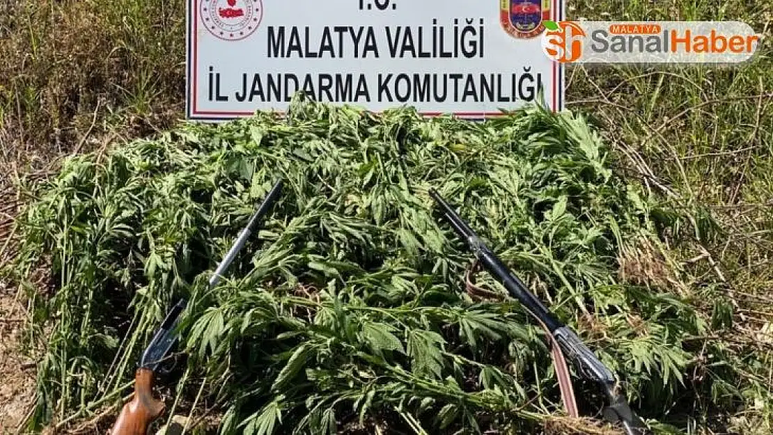 Jandarmadan kenevir operasyonu