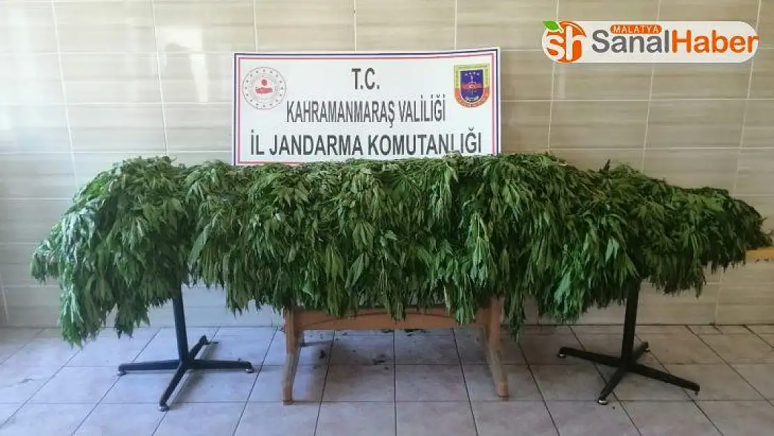 Jandarmadan uyuşturucu operasyonu
