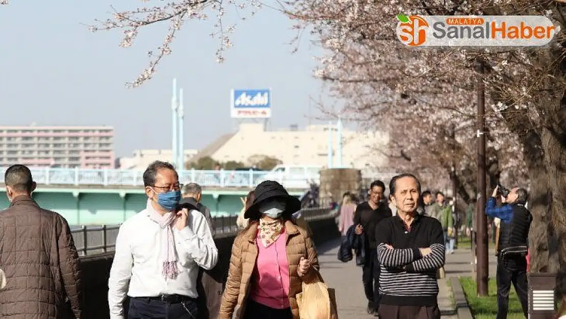 Japonya'da 'sakura' coşkusuna korona virüsü engeli