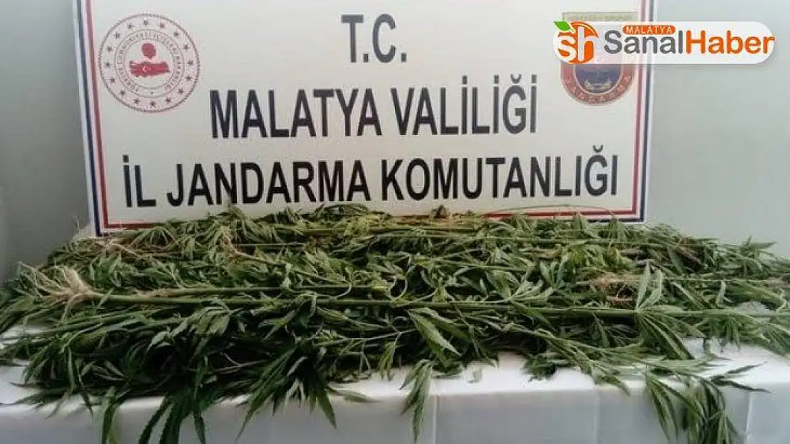 Malatya'da bin 500 kök kenevir bitkisi ele geçirili
