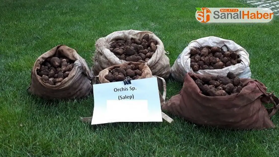 Kaçak salep soğanı toplayan 5 kişiye 368 bin TL ceza kesildi