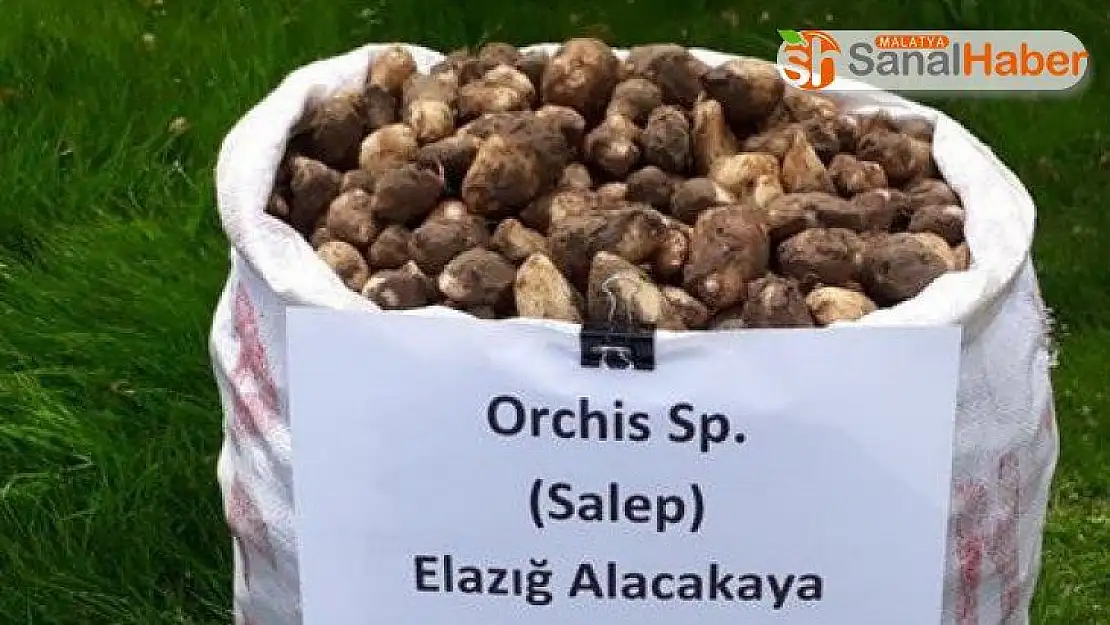 Kaçak salep soğanı toplayanlara 153 bin TL ceza kesildi