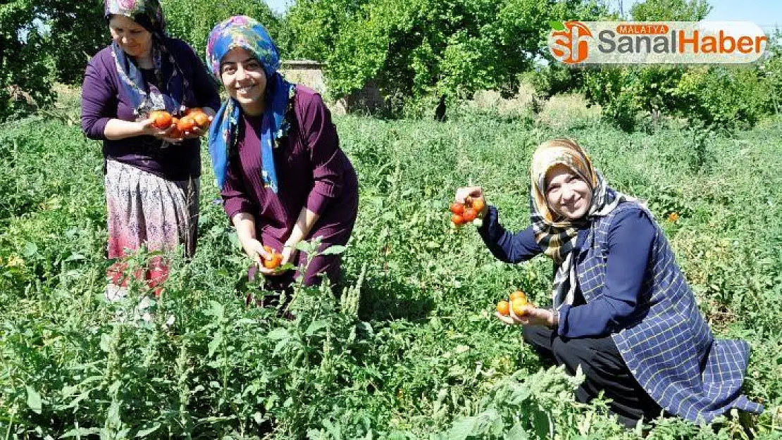 Kadın girişimciler, kurdukları kooperatifle siparişlere yetişemiyor