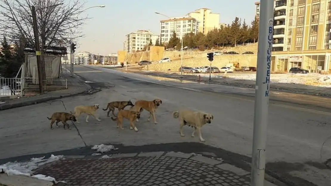 'Kadın, köpeklerin saldırısında yaralandı'