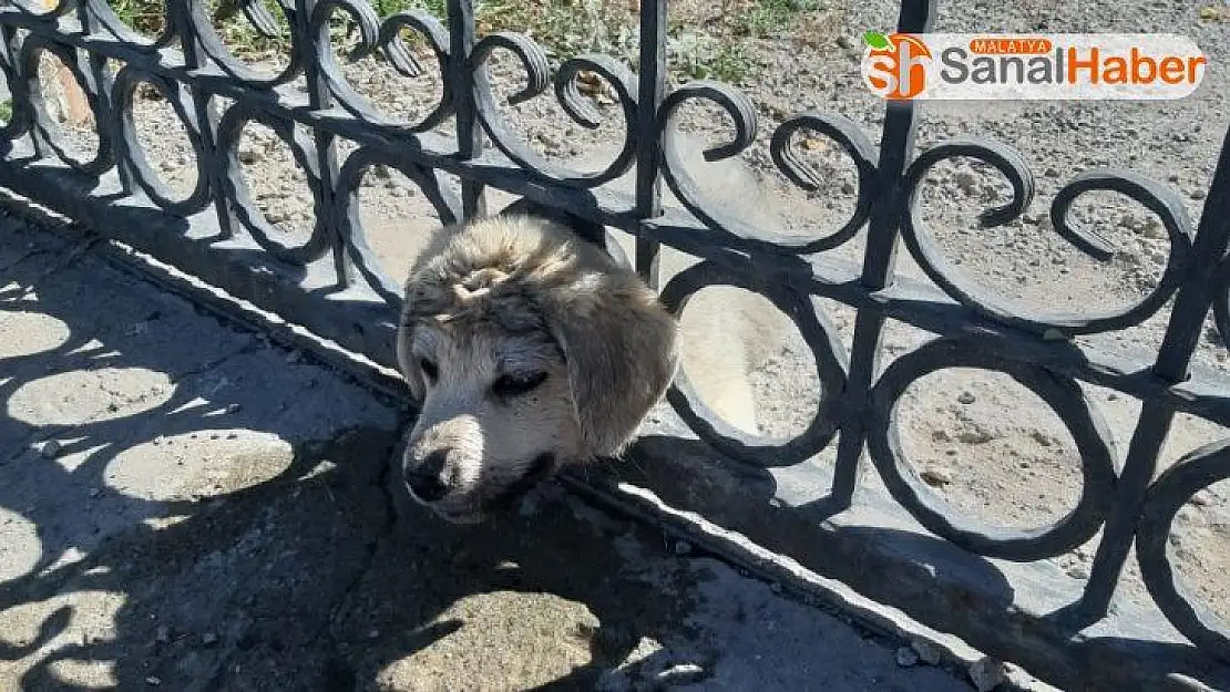 Kafası demir korkuluklara sıkışan yavru köpek kurtarıldı