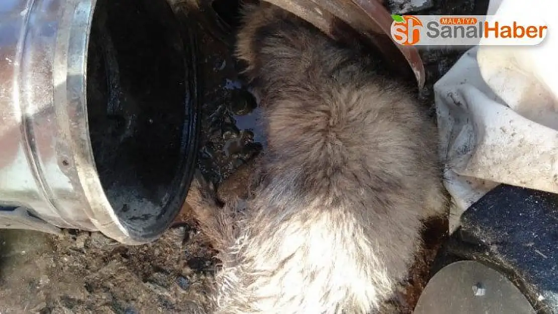 Kafası sobaya sıkışan köpek kurtarıldı