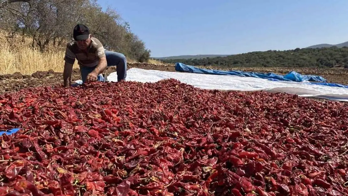 'Kahramanmaraş´ın tescilli ürünü `Maraş biberi´ hasadı başladı'