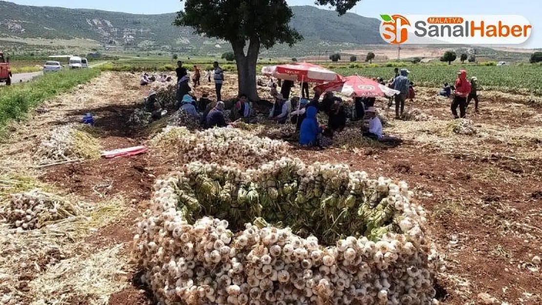 Kahramanmaraş'ta 'beyaz altın'ın hasadına başlandı