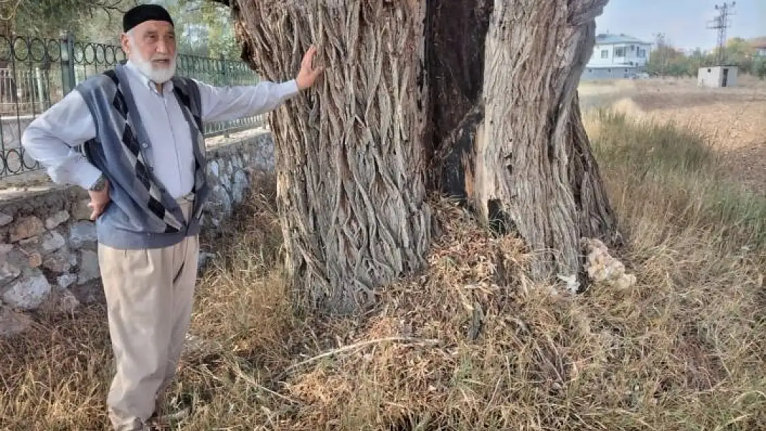 'Kahramanmaraş´ta 250 yıllık söğüt ağacı dimdik ayakta'