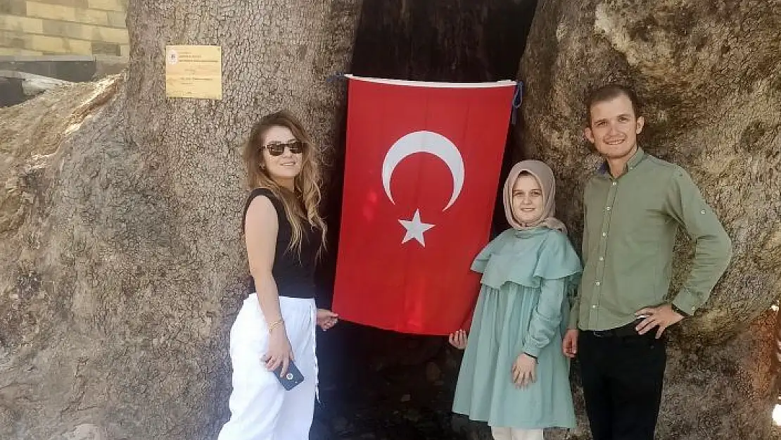 'Kahramanmaraş´ta 800 yıllık çınar ağacına yoğun ilgi'