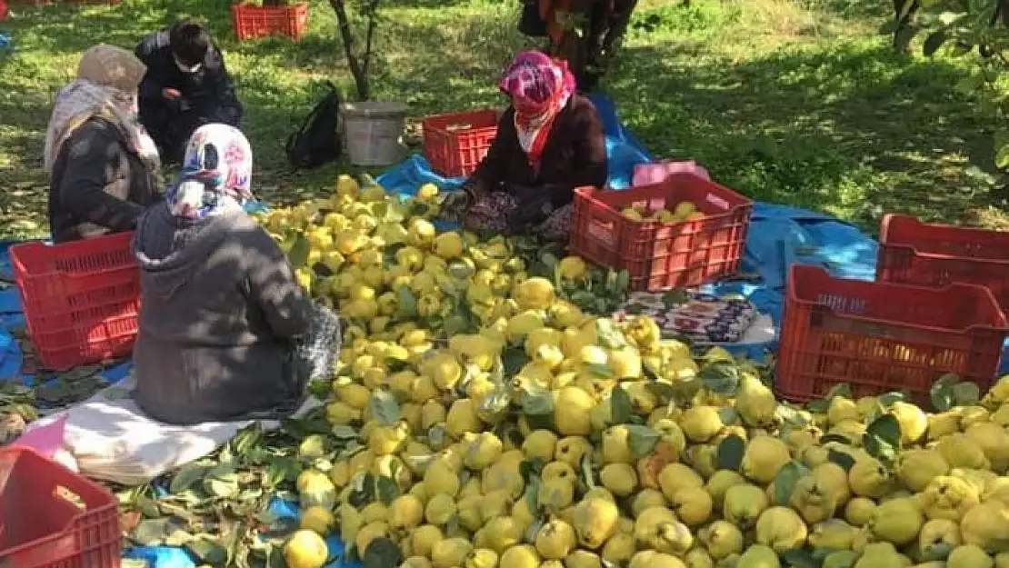 'Kahramanmaraş´ta ayva hasadı'