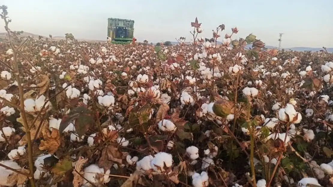 'Kahramanmaraş´ta ''beyaz altın'' hasadı başladı'