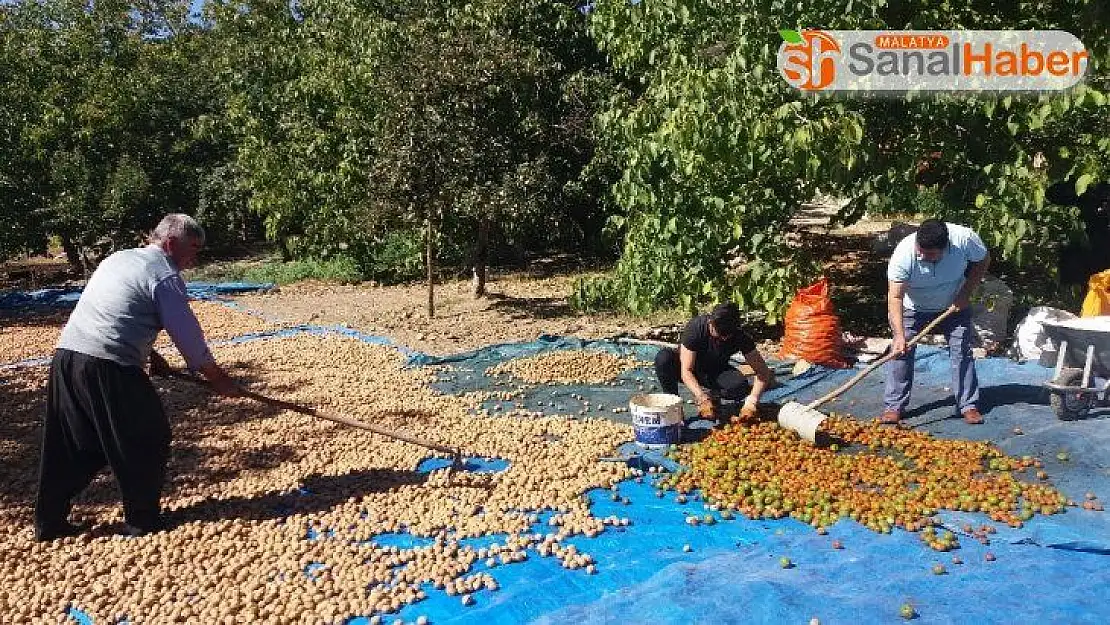 Kahramanmaraş'ta ceviz ve incir hasadı başladı