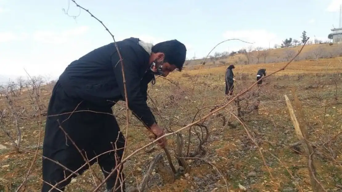 'Kahramanmaraş´ta çiftçilerin bağ budama telaşı başladı'