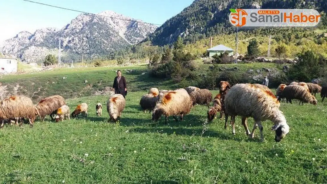 Kahramanmaraş'ta çobanlar sürüleriyle yaylaya çıktı