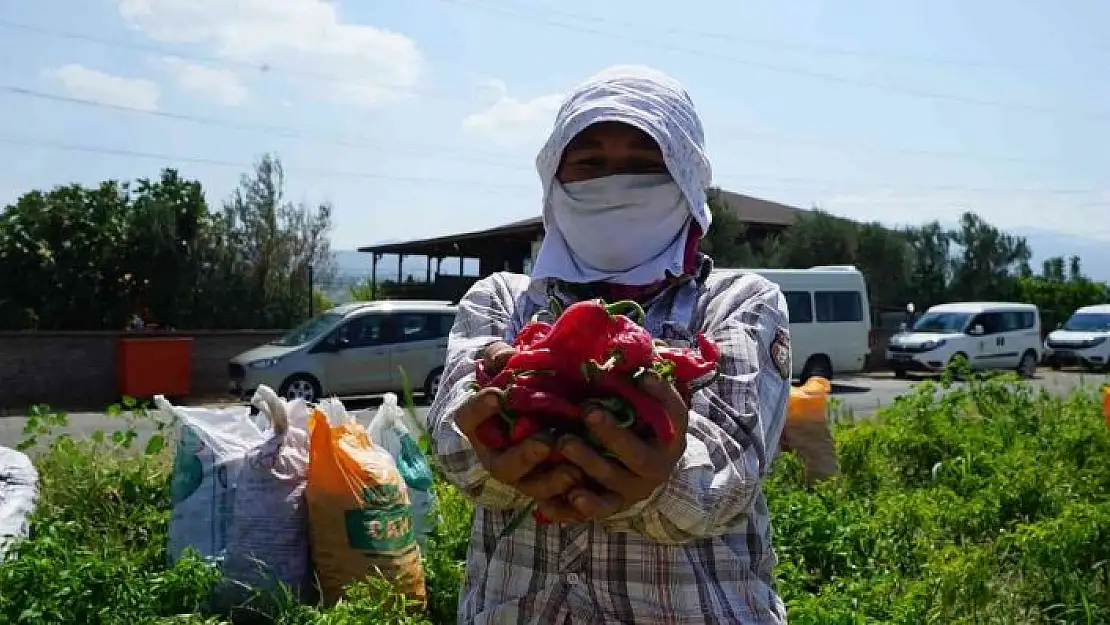 'Kahramanmaraş´ta dağıtılan biberde hasat başladı'