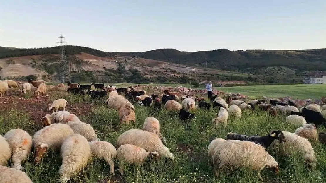 'Kahramanmaraş´ta göçerlerin yayla mesaisi başladı'