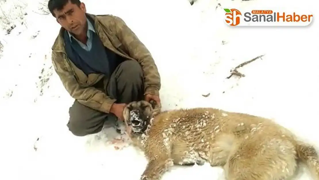 Kahramanmaraş'ta köpekleri zehirlenen vatandaş isyan etti