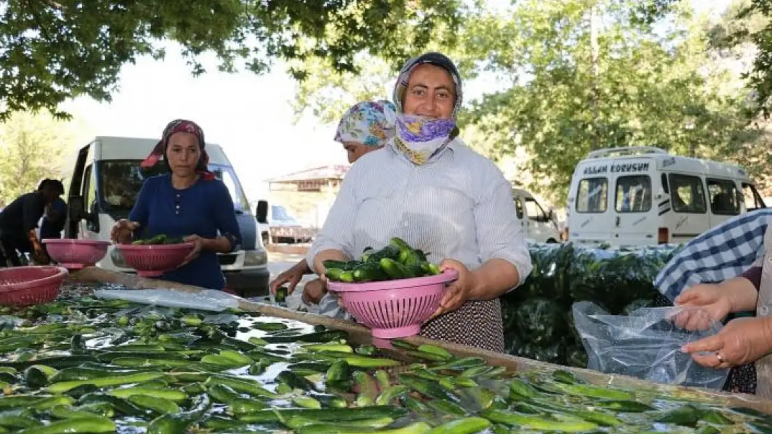 'Kahramanmaraş´ta salatalıkta hasat bereketi'