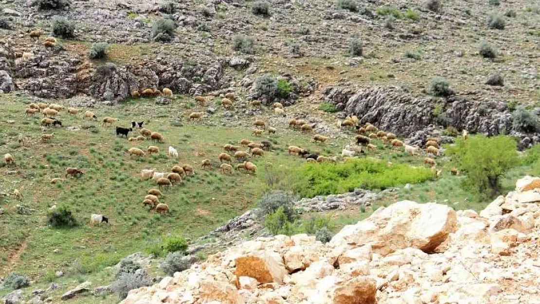 'Kahramanmaraş´ta sürüler yaylalara çıkmaya başladı'