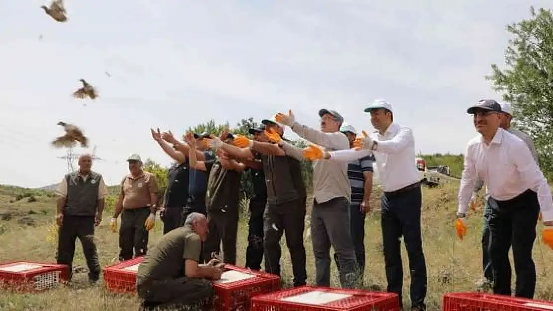 'Kahramanmaraş´ta yetiştirilen kekliler yurdun dört bir yanına doğayla buluşuyor'