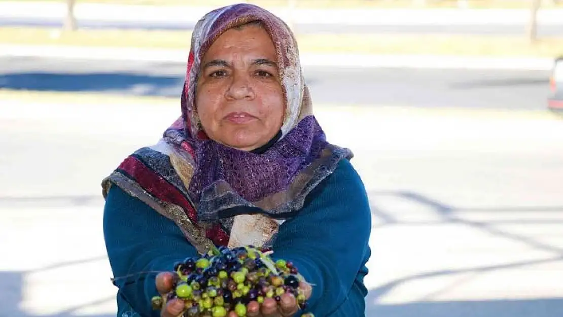 'Kahramanmaraş´ta zeytinin yağa dönüşüm yolculuğu başladı'