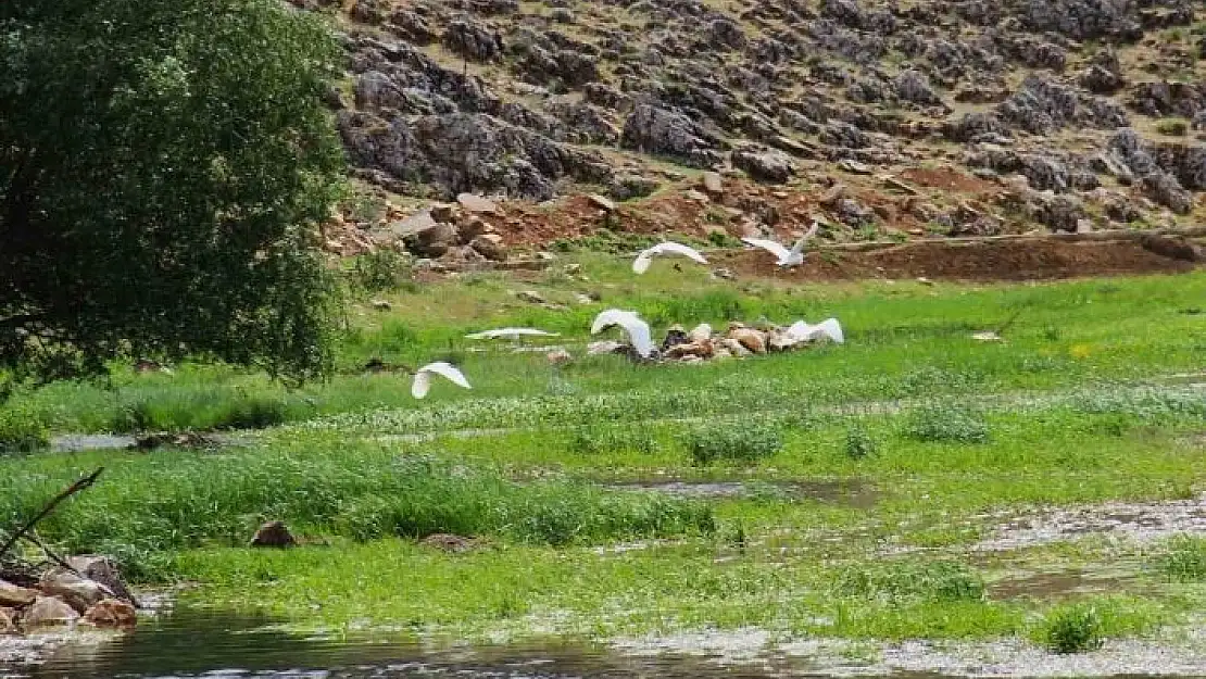 'Kahramanmaraşta Mağaragözü Çayında göçmen kuşlar görsel şölen oluşturdu'