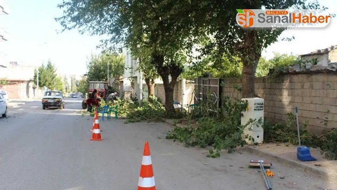Kahta'da, ağaç budama çalışmalarına başlanıldı