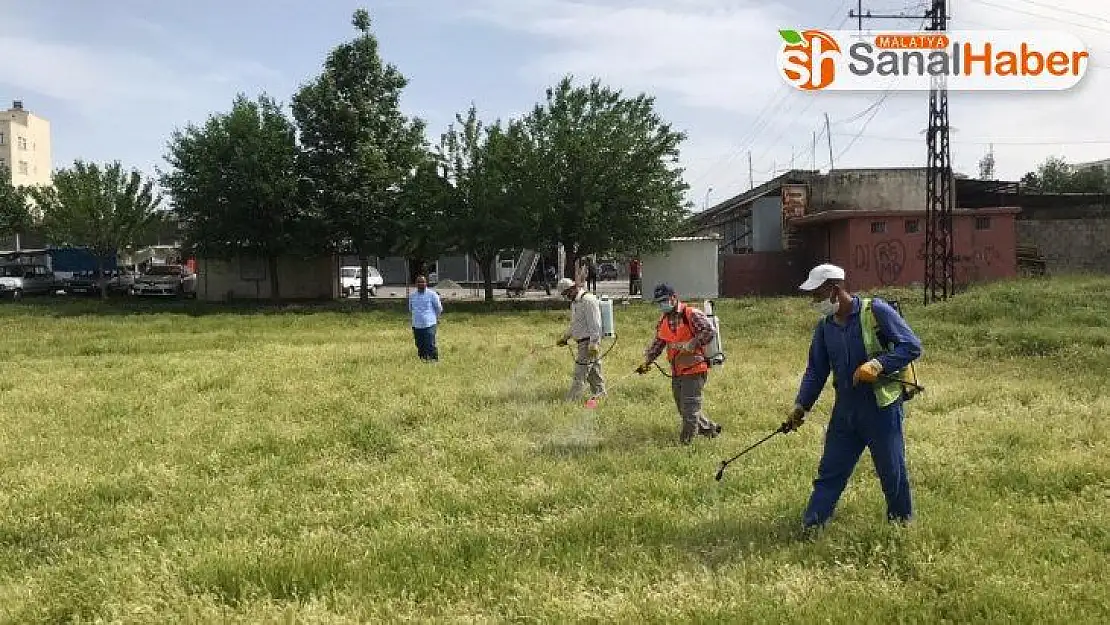 Kahta'da yabani otlar imha ediliyor